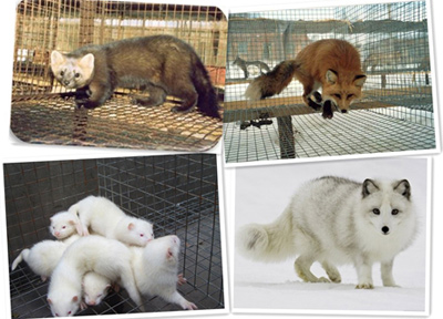 經濟動物解決方案